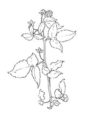 Vector drawing of a twig with berries and leaves drawn in the sketch style black outline on a white background. isolated sprig of raspberry or blackberry plant for botanical design template