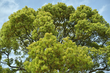 クスノキの巨木