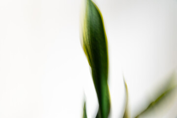 Intentional camera movement technique of the plant sansevieria trifasciata prain, artistic and abstract photography. White green and yellow screen background. Long exposure.