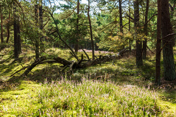 Der Pinienwald am Darßer Weststrand gehört zum Naturschutzgebiet Vorpommersche Boddenlandschaft