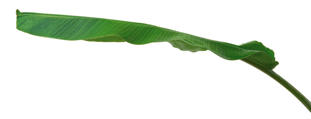 fresh banana leaf isolated on white background, side view © Amy Lv