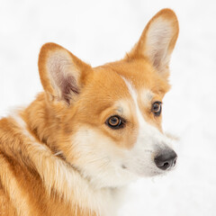 cute welsh corgi plays in snow