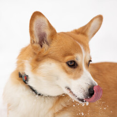cute welsh corgi plays in snow