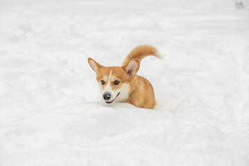 cute welsh corgi plays in snow