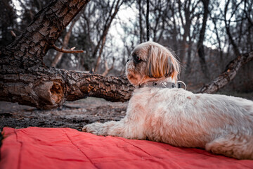 White Shih Tzu laying on a red blanket in the woods observing surroundings