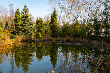 Fototapeta na wymiar View of beautiful garden pond with evergreen plants on shore. Plants are reflected in mirror surface of water. Golden leaves float on surface of water. Autumn landscape. Relaxing atmosphere.