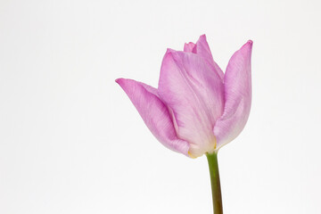Closeup image of a pinl Tulip (Tulipa) against a white background