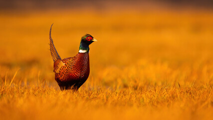 Common pheasant male standing on dry field in golden hour