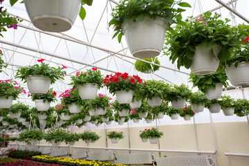 Season of flowering beautiful plants in urban greenhouse and modern business