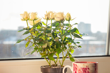 White rose flowers under bright sunlight on windowsill