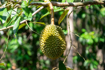 Fresh durian from the tree in the garden