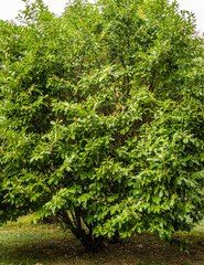 Prunus laurocerasus known as cherry laurel, common laurel and sometimes English laurel at Adler...