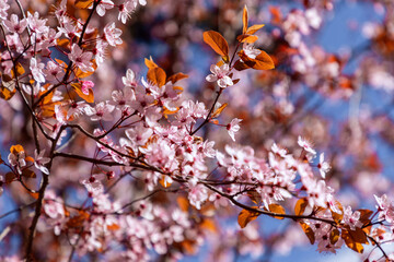 Sakura flowers on the tree in spring (Selective focus)