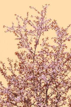 Sakura blossom tree on a yellow background (minimalist landscape, vertical photo)