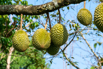 Fresh durian from the tree in the garden