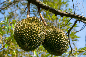 Fresh durian from the tree in the garden