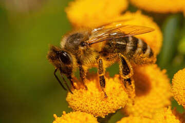 Honey bee pollinating flower in springtime garden.