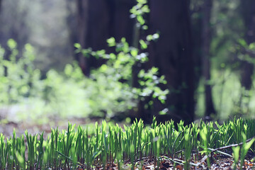 lilies of the valley in the spring forest, landscape in the April park, many lilies of the valley in the meadow