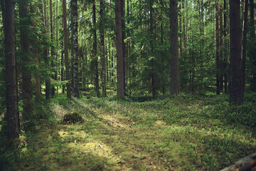 Fototapeta premium spring forest landscape, abstract fresh, seasonal nature view, green trees sun rays morning