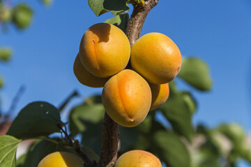 Apricots on apricot tree. Summer fruits. Ripe apricots on a tree branch.