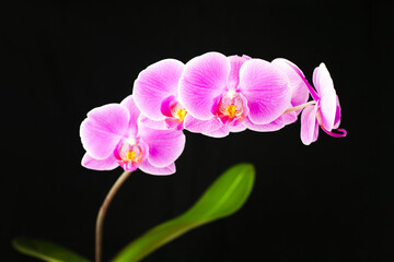 Fototapeta na wymiar Sprig of purple Phalaenopsis orchid on a black background. Selective focus. Close-up.