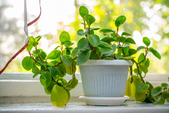 Indoor plant peperomia in a white pot on windowsill by the window