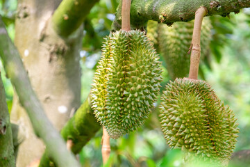 Fresh durian from the tree in the garden