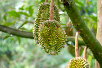 Fresh durian from the tree in the garden