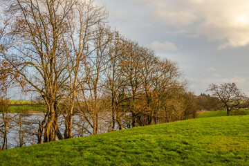 Row of willow and alder trees at the edge of a green field beside a river