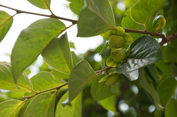감나무에 감이 달려 있다.