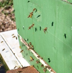 bees on a box