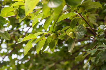 감나무에 감이 달려 있다.