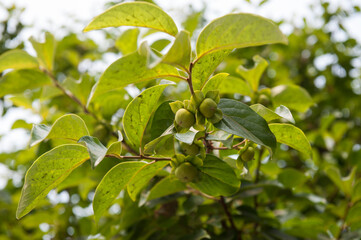 감나무에 감이 달려 있다.