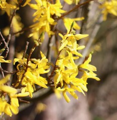 yellow flowers in spring