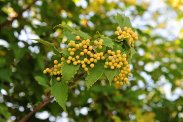 열매가 아름다운 나무