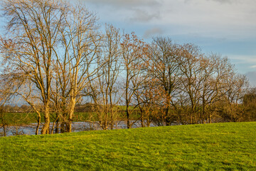 Obraz premium Row of willow and alder trees at the edge of a green field beside a river