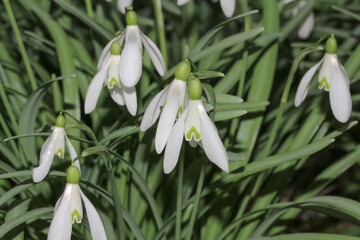 Fototapeta premium Wildwachsende Schneeglöckchen, Galanthus nivalis