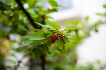 아름답고 탐스런 붉은 앵두