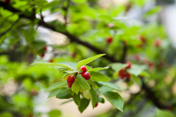 아름답고 탐스런 붉은 앵두