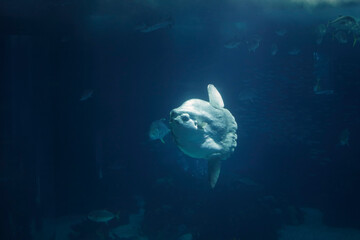 Aquarium sunfish swimming