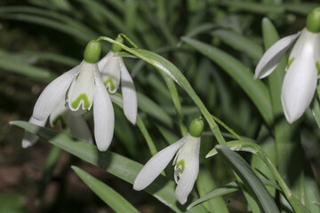 Wldwachsende Schneeglöckchen, Galanthus nivalis