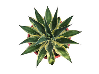 AGAVE UNIVITTATA 'QUADRICOLOR' leaves are dark green in the center. The yellow edges have sharp spines that look like a canopy. On a white background.