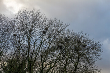 Crow bird nests in trees in winter against a blue cloud background