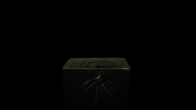 Time-lapse of growing bean Wawelska (Vicia faba) seed 1a4 in 4K PNG+ format with ALPHA transparency channel isolated on black background
