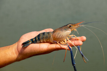 The shrimp on the hand, the back is where the shrimp are.