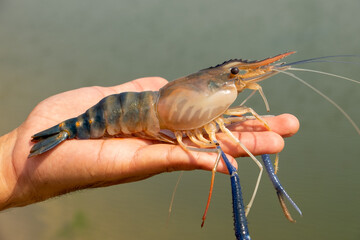 The shrimp on the hand, the back is where the shrimp are.