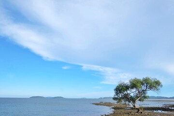 A beautiful view of a sea plant growing beside a sea with water view and blue sky white clouds in bright day,Chumphon Thailand