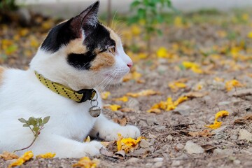 In selective focus a white black  yellow cat looking and sitting on ground floor with blurred yellow flower background 