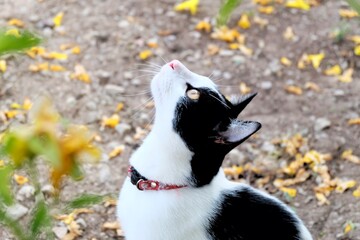 In selective focus a white black cat with yellow eyes looking and sitting on ground floor with blurred yellow flower background 
