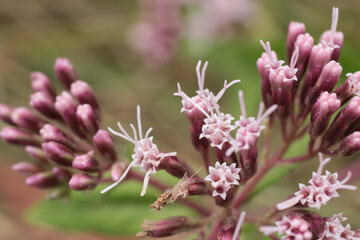 natural pink carphephorus flower photo